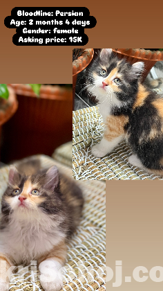 Persian kitten